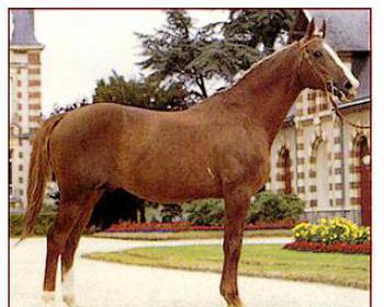 Grand Veneur - Warmblood Stallion